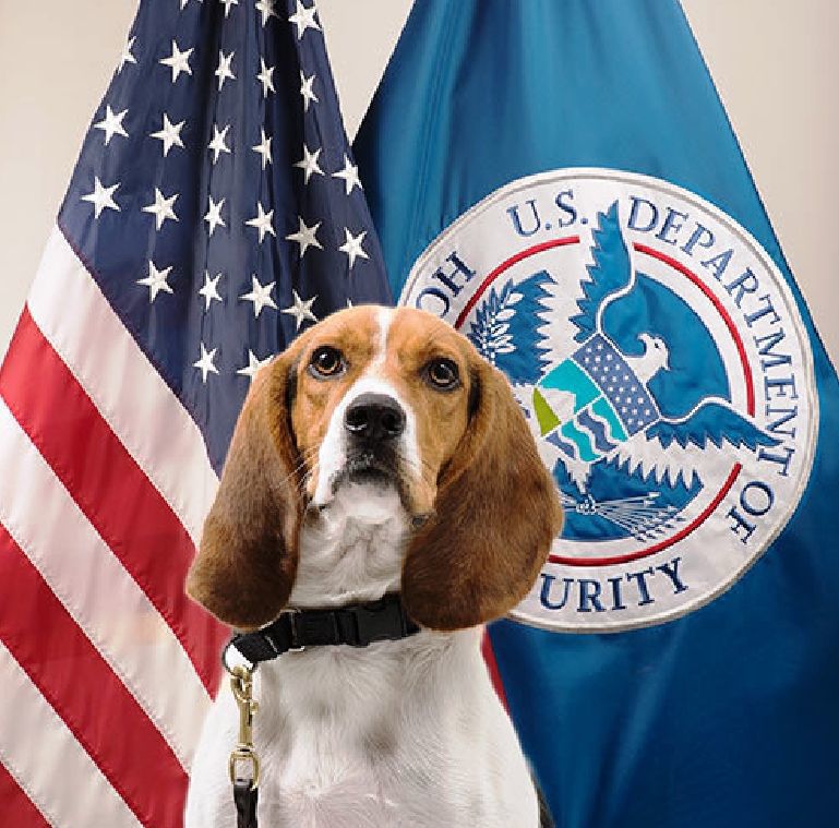 No. 5: Beagle